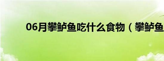 06月攀鲈鱼吃什么食物（攀鲈鱼）