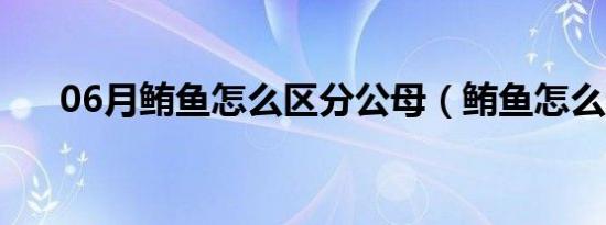 06月鲔鱼怎么区分公母（鲔鱼怎么读）