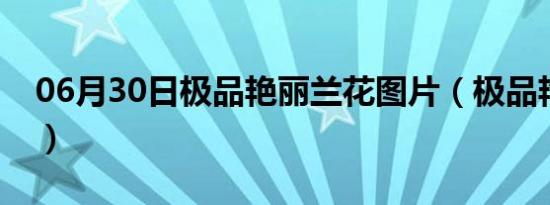 06月30日极品艳丽兰花图片（极品艳遇生活）