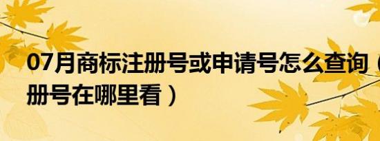 07月商标注册号或申请号怎么查询（商标注册号在哪里看）