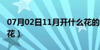 07月02日11月开什么花的季节（11月开什么花）