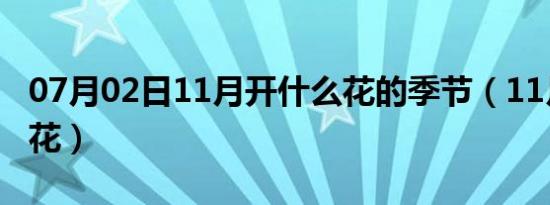 07月02日11月开什么花的季节（11月开什么花）