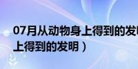 07月从动物身上得到的发明作文（从动物身上得到的发明）