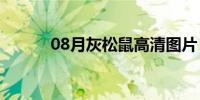 08月灰松鼠高清图片（灰松鼠）