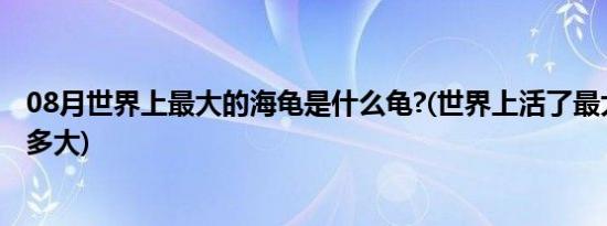 08月世界上最大的海龟是什么龟?(世界上活了最大的海龟是多大)