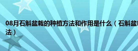 08月石斛盆栽的种植方法和作用是什么（石斛盆栽的种植方法）