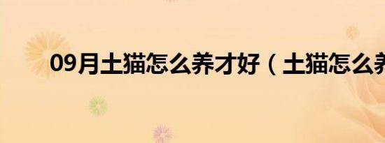 09月土猫怎么养才好（土猫怎么养）