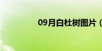 09月白杜树图片（白杜）