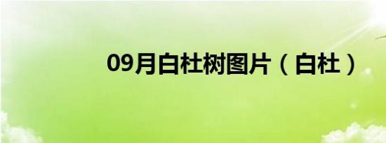 09月白杜树图片（白杜）